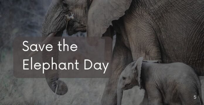 A mother elephant and her calf standing together in a natural habitat. The mother elephant is partially obscured, with her trunk reaching towards the calf, while the calf appears curious and engaged.