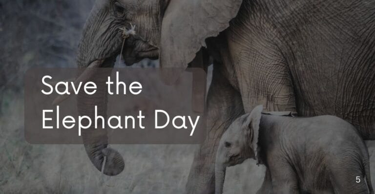 Save the Elephant Day – Protecting Majestic Giants