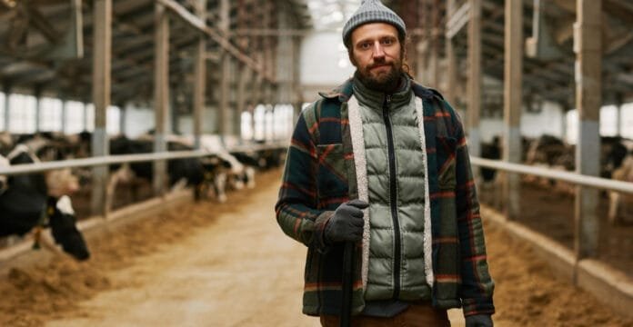 A man wearing a wool jacket standing inside a barn with cattle on either side.