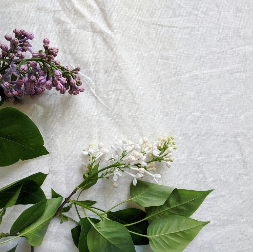 A flat lay of lilac and white lilac flowers with green leaves arranged on a white fabric background, evoking a natural, eco-friendly aesthetic.
