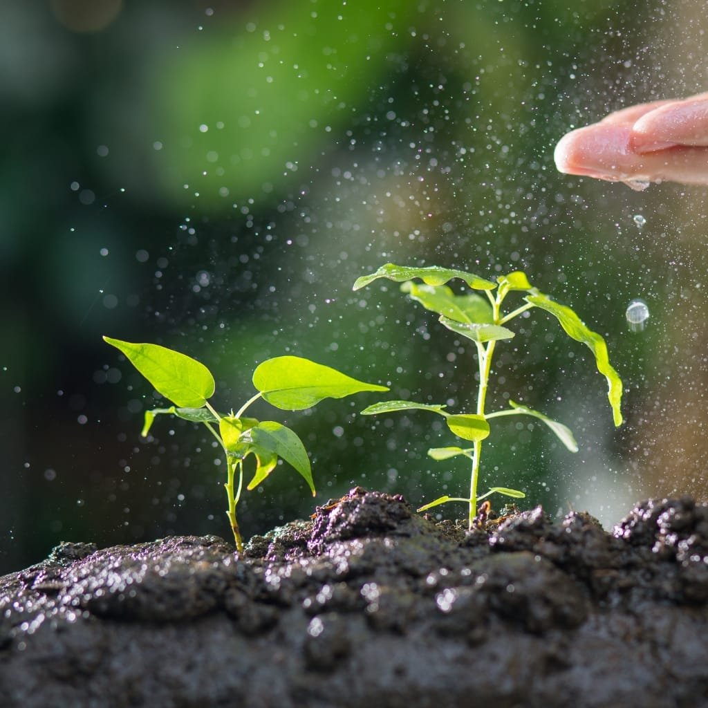 A close-up view of two small cotton plants sprouting from damp, dark soil. A softly lit background with scattered water droplets/spray in the air, and a fingertip visible at right edge as if sprinkling water.