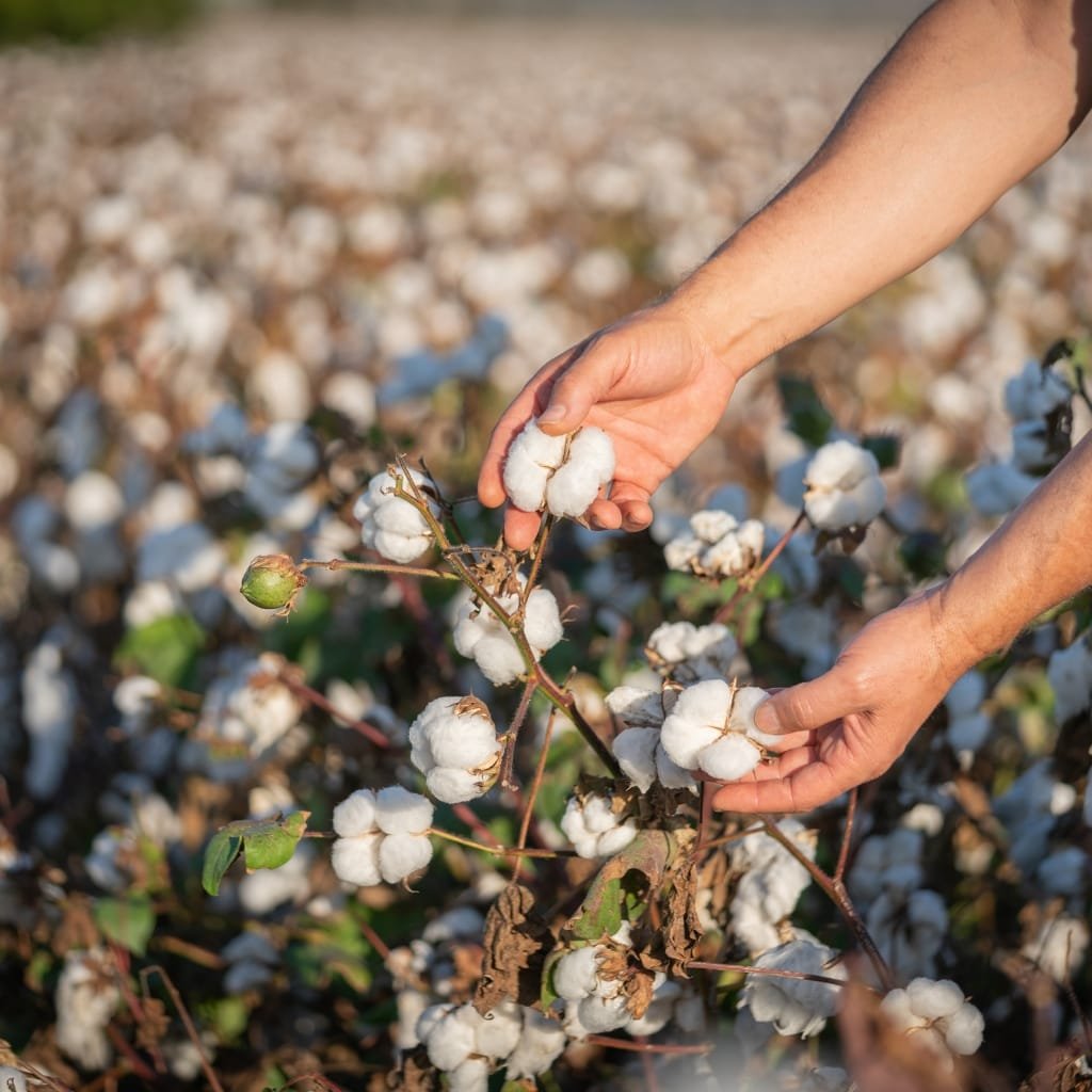 A pair of hands carefully harvests fluffy white cotton bolls from a cotton plant in a field, with many bolls and blue-green leaves visible in the background.
