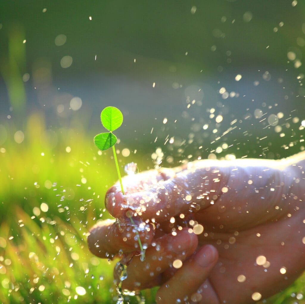 A close-up photo of a small green seedling with two rounded leaves being gently held by a pair of hands under a spray of water droplets in bright outdoor light, capturing the freshness of nature.