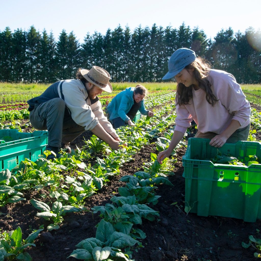Three people in a field harvest leafy greens, with green crates nearby; sunlight, trees in the background.