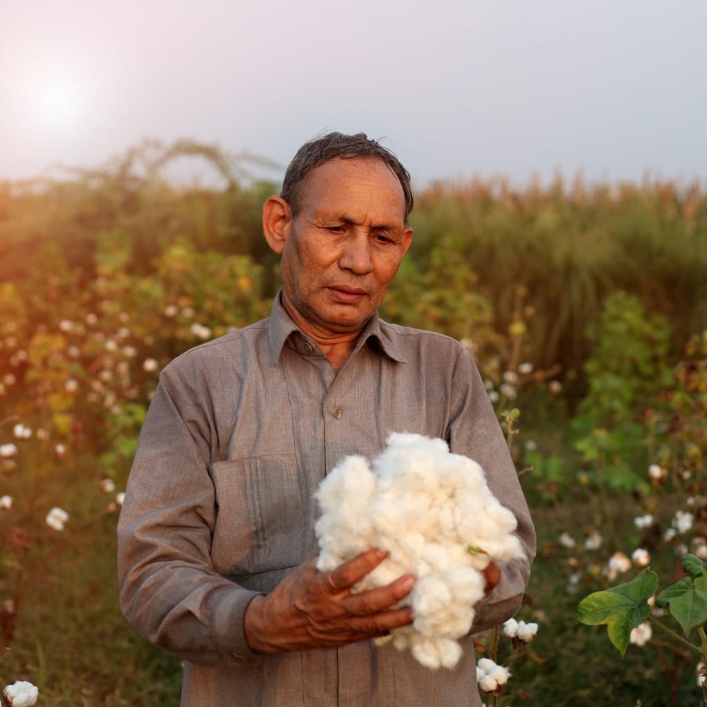 A middle-aged man standing in a cotton field at sunset, holding a large fluffy white cotton boll cluster with brownish-green plants in the background.