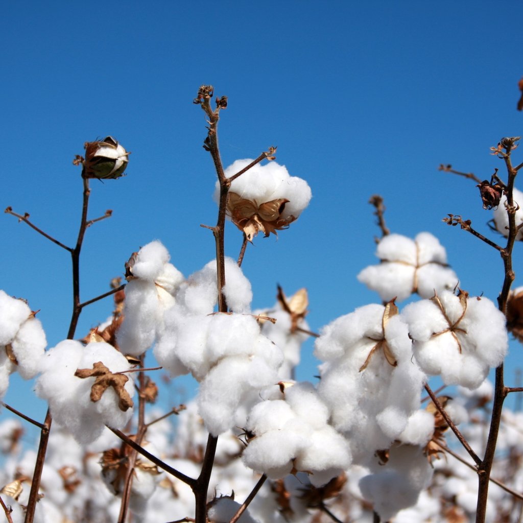 Close-up of cotton bolls on brown branches against a clear blue sky, with fluffy white cotton fibers ready for processing.