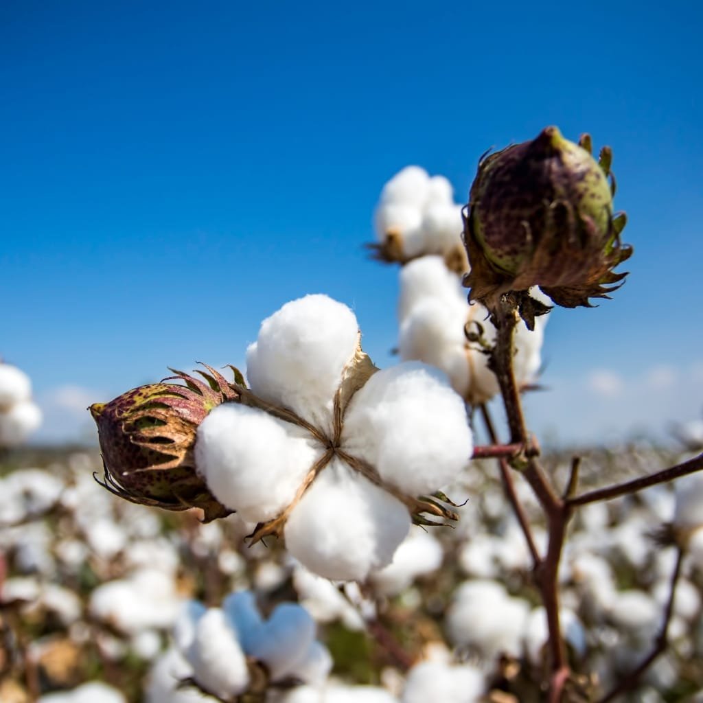 Close-up of fluffy white cotton bolls on a plant with a bright blue sky in the background, highlighting natural fibers and farm imagery.