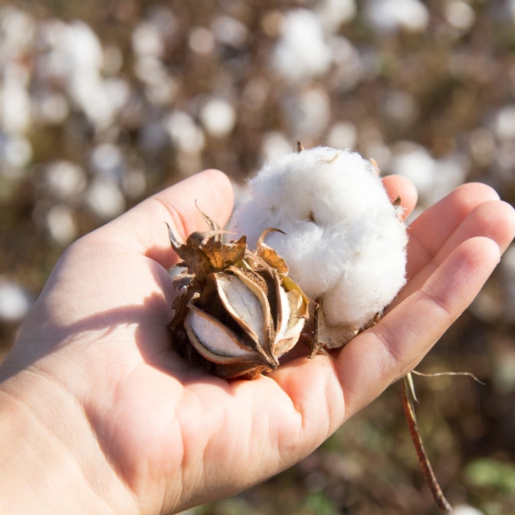 Close-up of a hand holding a cotton boll and a fluffy white cotton fiber, with a cotton field blurred in the background.