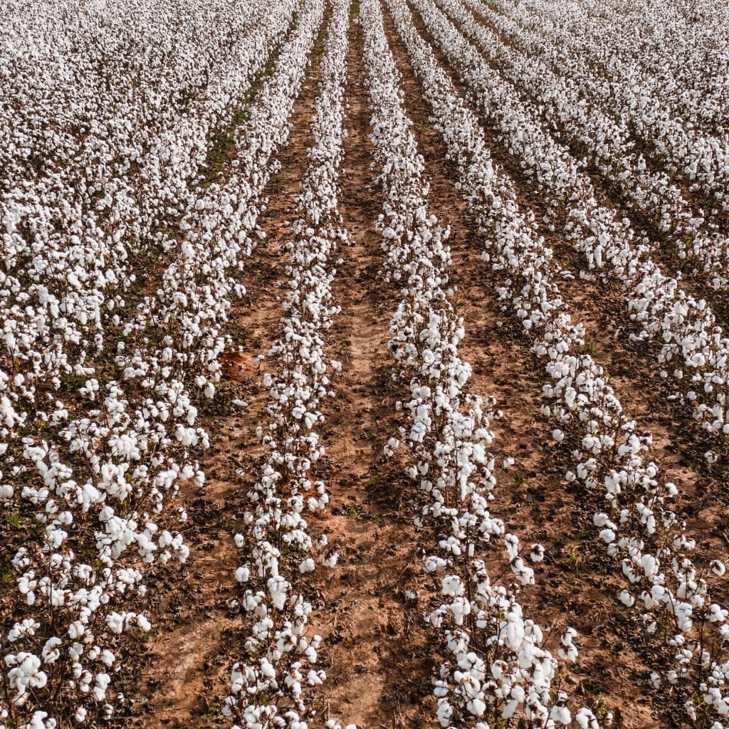 A vast cotton field with rows of white cotton bolls on brown soil, illustrating large-scale cultivation and its environmental footprint.