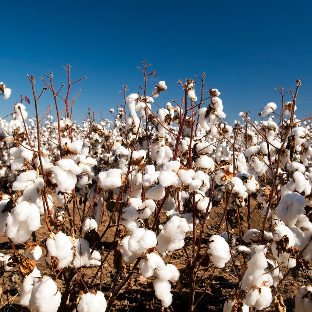 Close-up of white cotton bolls on a branch in the foreground with a field of cotton plants in the background, highlighting farmers harvesting upland cotton.