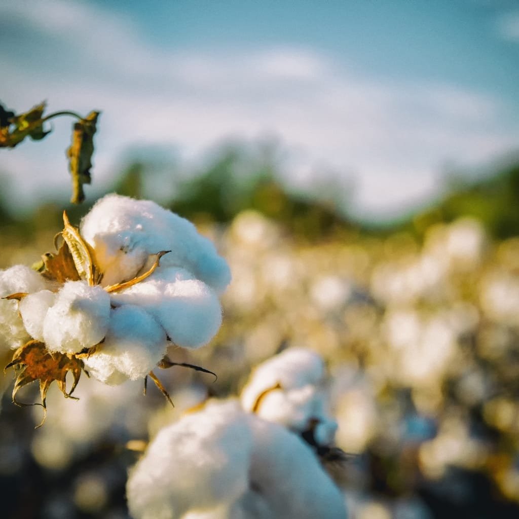 Close-up of fluffy white cotton bolls on a sunny field.