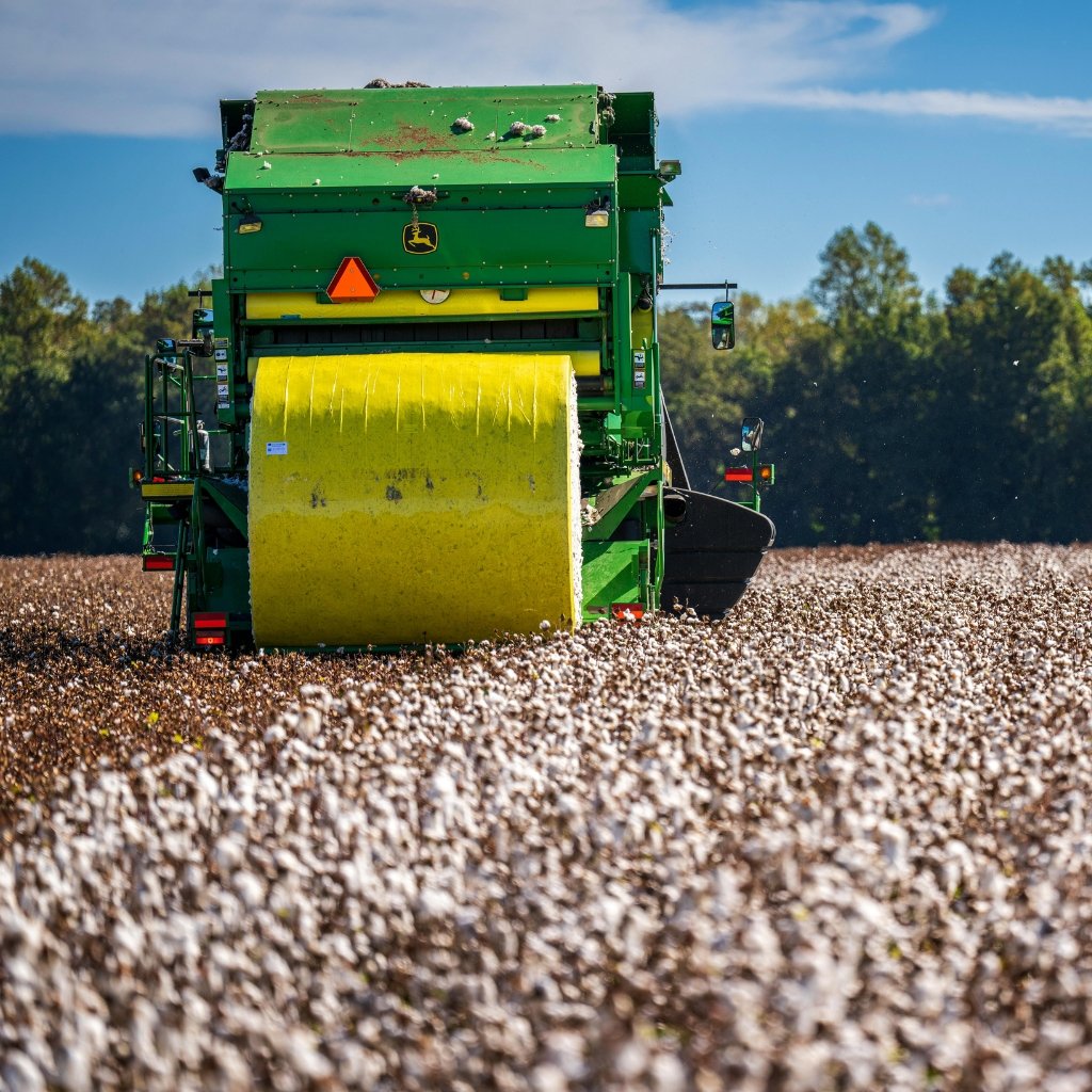Why Supima Cotton Feels Softer, Stronger, and Smarter 18 Green agricultural harvester operating in a cotton field under a blue sky.