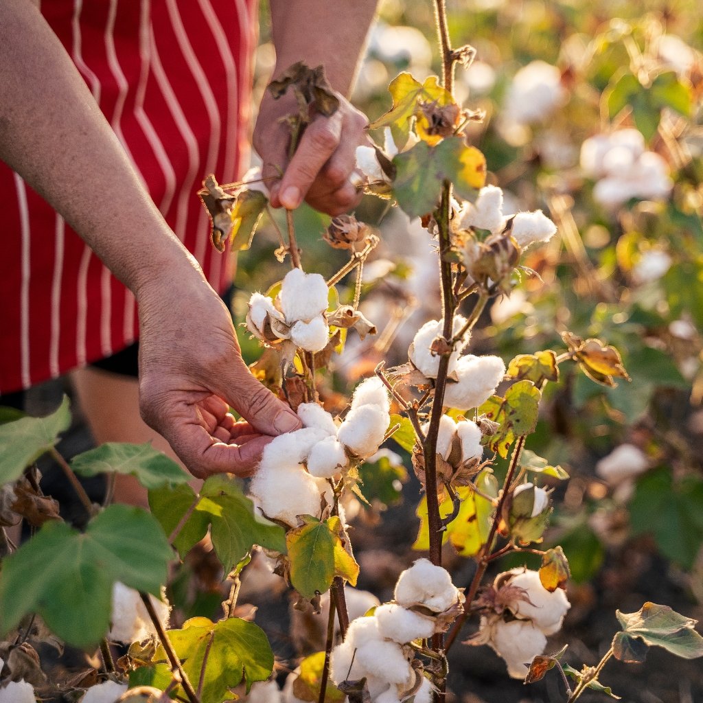 A close-up of cotton plants in a field with fluffy white cotton bolls. A person wearing a red striped shirt gently touches the bolls among green and yellowing leaves. batiste cotton fabric