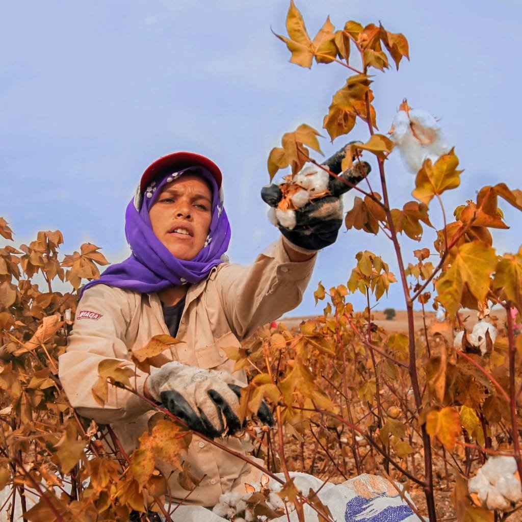 A close-up of a female agricultural worker in a cotton field, wearing a purple headscarf, a red cap, and beige work overalls. She sits among brown autumn leaves and holds a cotton boll in gloved hands, with a clear blue sky in the background. poplin cotton fabric