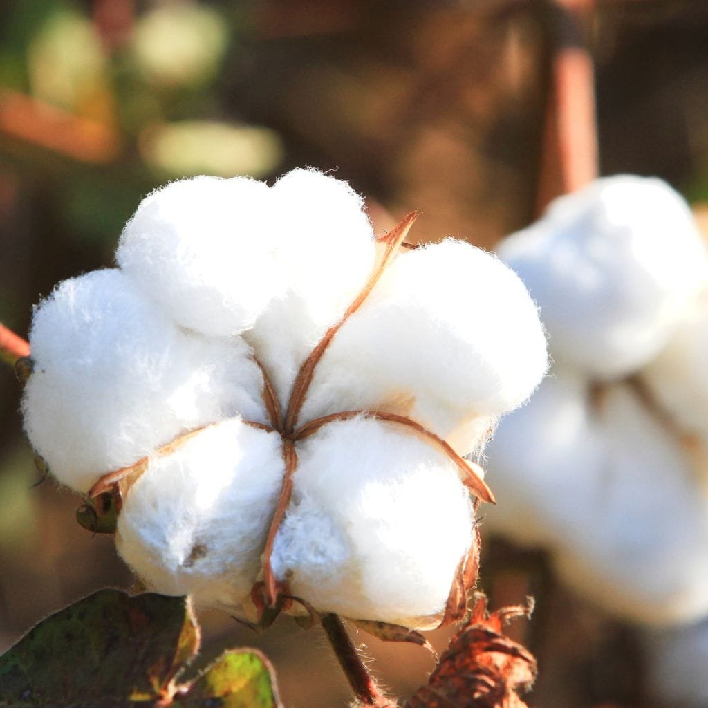 Close-up of a mature cotton boll with fluffy, white fibers bursting from brown dried pods, on a plant stem with blurred background.