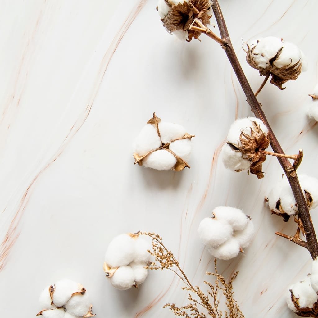 A close-up of fluffy white cotton bolls on brown branches resting on a light, marbled surface.