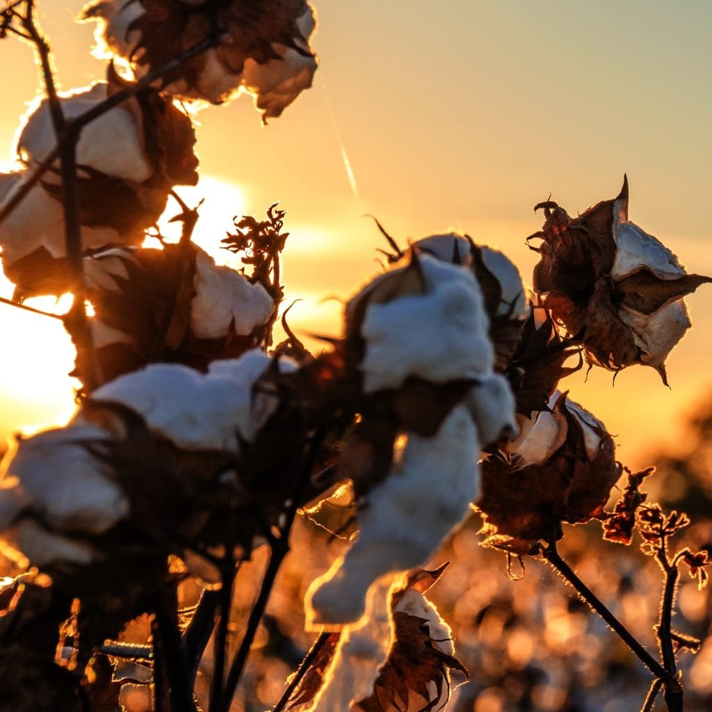 Close-up of cotton bolls glowing in a sunset, with warm orange light outlining the fluffy white fibers.