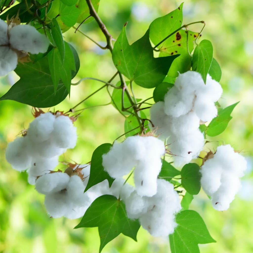 clusters of white cotton-like bolls hanging from a vine with bright green leaves, sunlight filtering through a blurred green background.