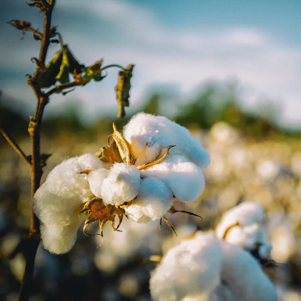 Close-up of fluffy white cotton bolls on a cotton plant, with a blurred fieldscape in the background on a sunny day.