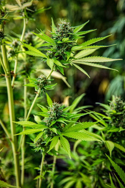 hemp plant