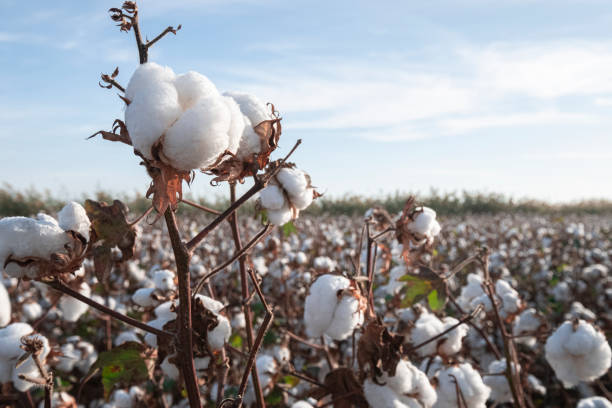 cotton plants