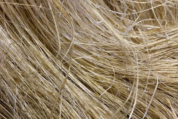 hemp fibers