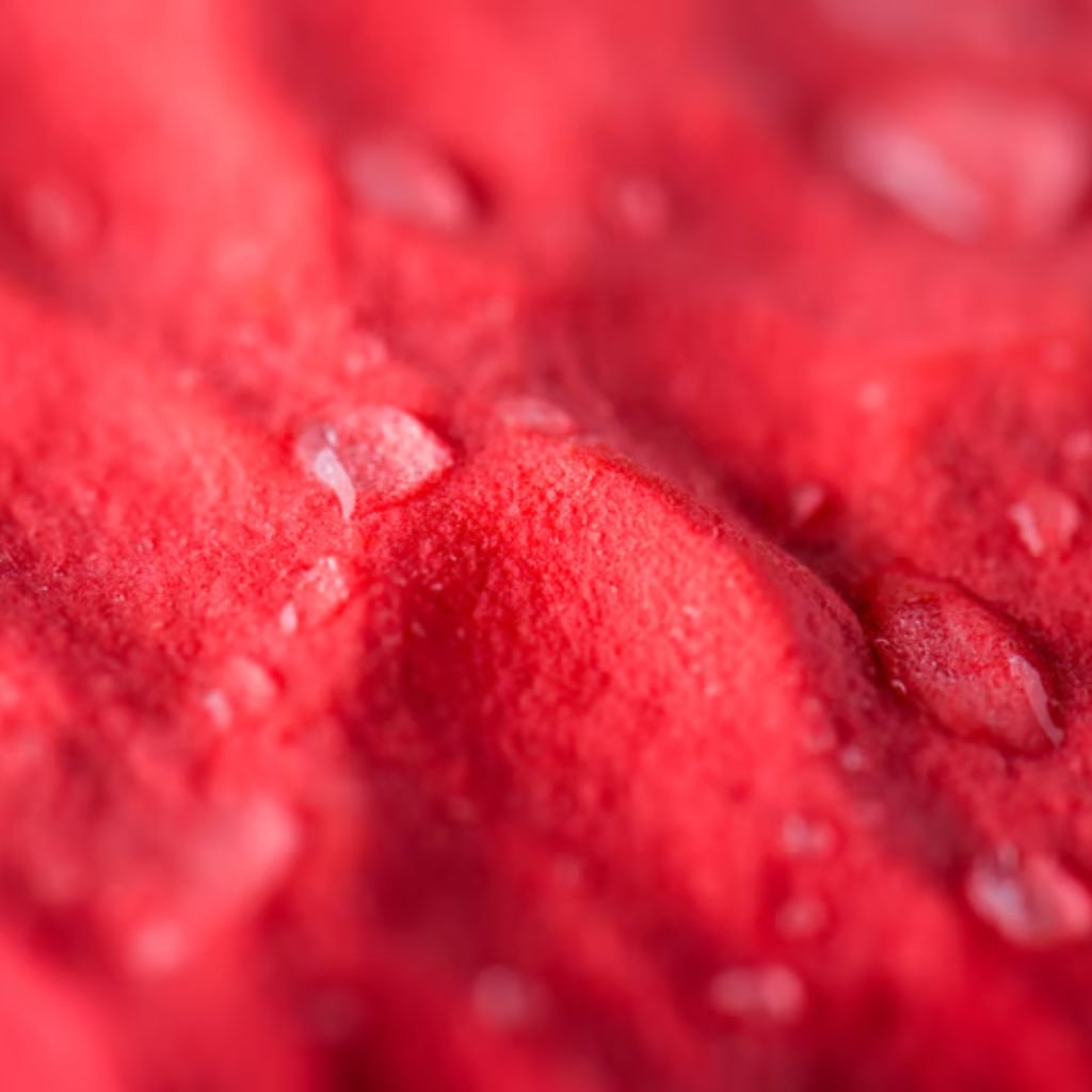 A macro shot of a vibrant red textured surface with scattered water droplets, creating highlights and depth.

Softshell Fabric Explained: