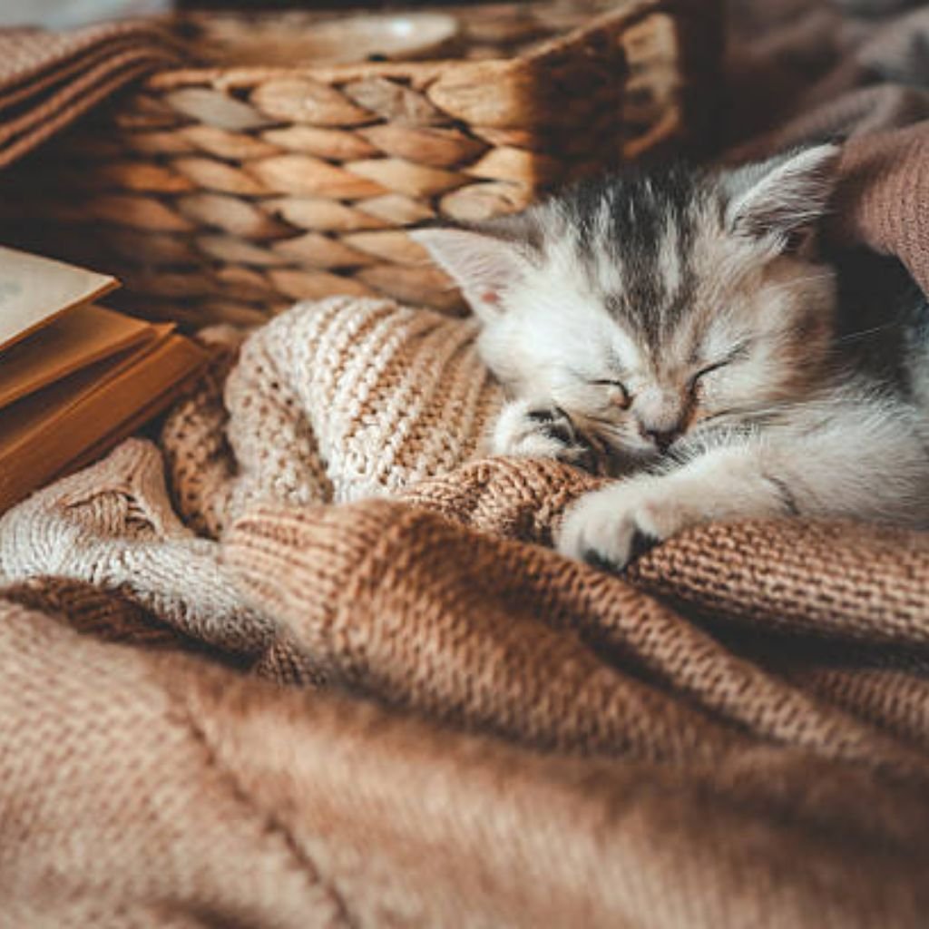 Alt text: A small, light gray tabby kitten sleeps peacefully nestled in the folds of a light brown knitted blanket. Its paws are tucked near its face, and its eyes are closed. A stack of old books is visible to the left, with a woven wicker basket in the background, creating a cozy scene.

Ever Warm Cozy Fabric Guide: