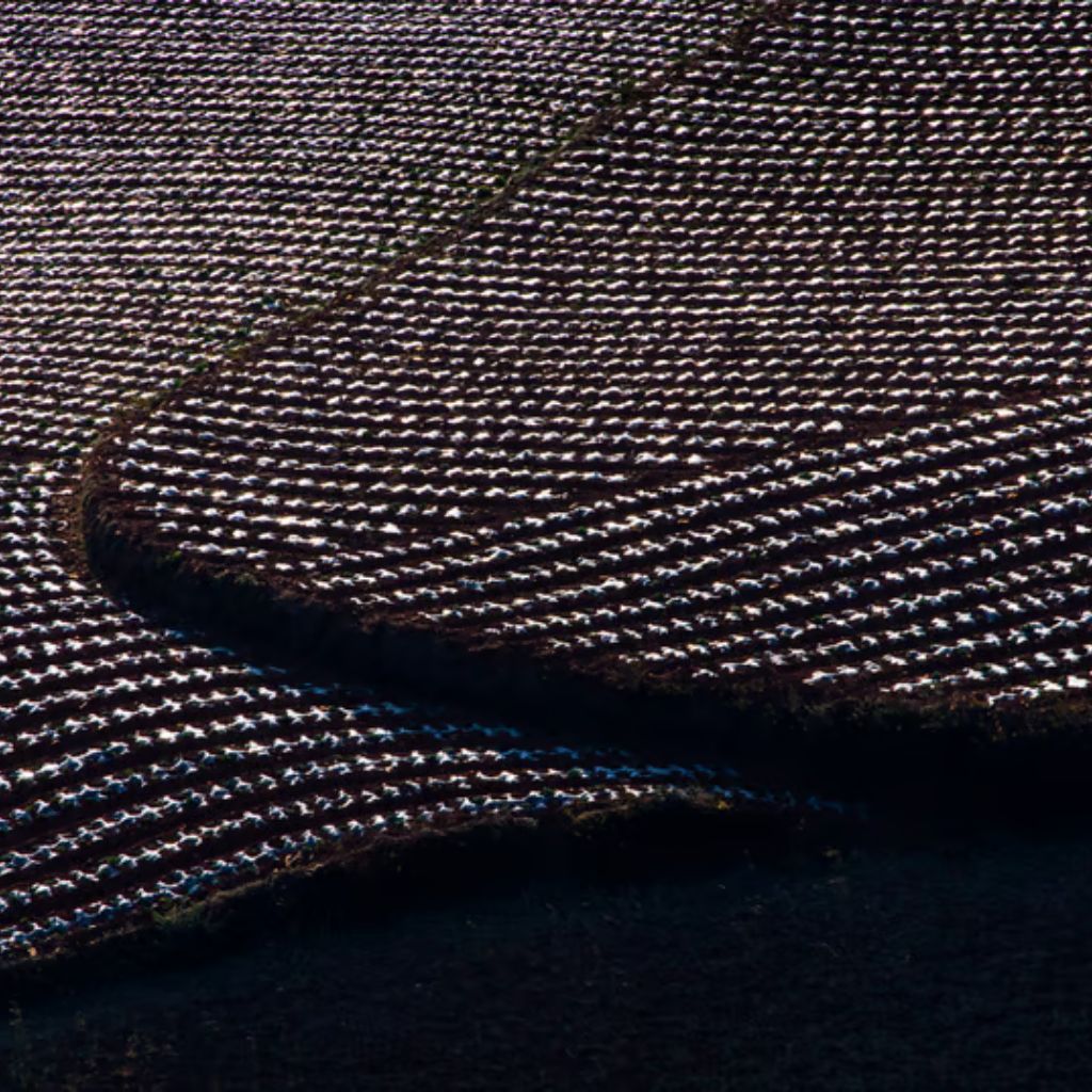 Ultra Motion Dynamic Stretch Weave: Advanced Sports Fabric 9 "Aerial view of a field with neatly arranged rows of crops, creating alternating dark and light stripes across the landscape, with sunlight and shadows adding depth."
Ultra Motion Dynamic Stretch Weave: