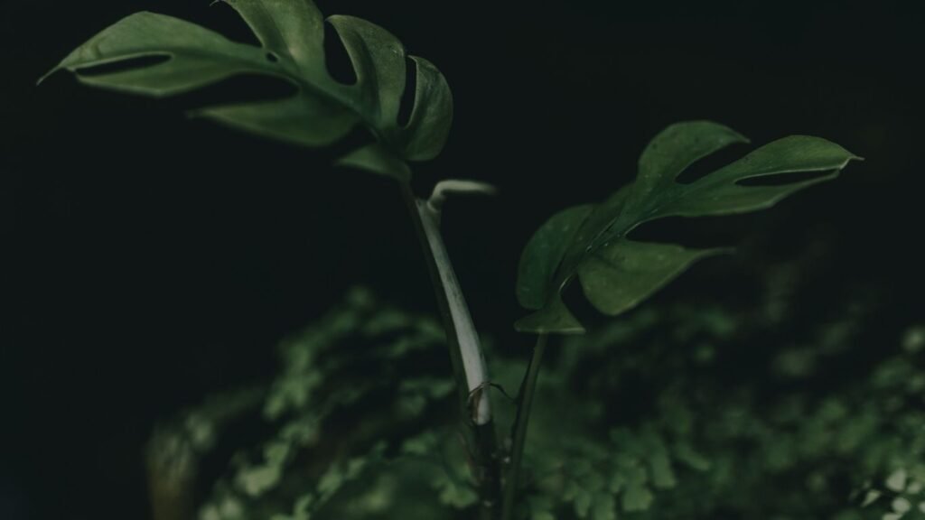 A green and health plant that shows Sustainability.